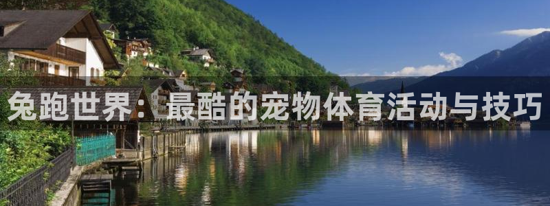 k1体育平台下载：兔跑世界：最酷的宠物体育活动与技巧